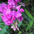 Sweet Pea flower