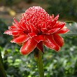 Torch Ginger flowers