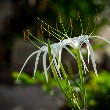 Tuberose flowers