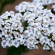 Yarrow flower