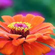 Zinnia flower