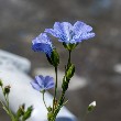 flax flowers