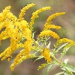 goldenrod flower