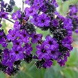 heliotrope Flower