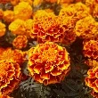 marigold flower