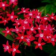 pentas Flower 