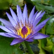 water Lily