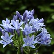 Agapanthus flower