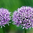 Allium flower