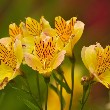 Alstroemeria flower