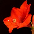 Amaryllis flower