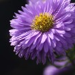 Aster flower