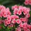 Azalea flower