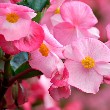 Begonia flower