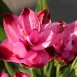 Black Turmeric flower