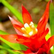 Bromeliad flower