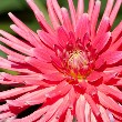 Cactus Dahlia flower