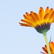 Calendula flower