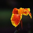 Canna Lily flower