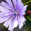 Chicory flower