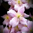 Clematis flower 