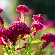 Cockscomb flower