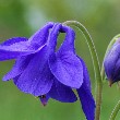 Columbine flower