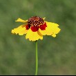 Coreopsis flower