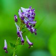 Corydalis flowers