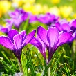 Crocus flower