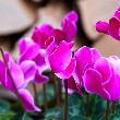 Cyclamen flower