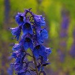 Delphinium flower