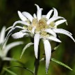 Edelweiss flowers