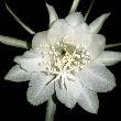 Epiphyllum flower