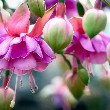 Fuchsia flower