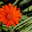 Gazania flower