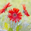 Gerbera Daisy flower