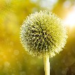 Globe Thistle flower