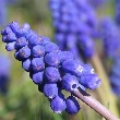 Grape Hyacinth