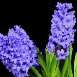 Grape Hyacinth flower