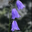 Harebell flower