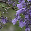 Jacaranda flower