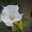 Jimsonweed flower