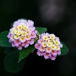 Lantana flower