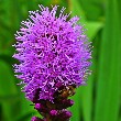 Liatris flower