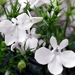 Lobelia flower