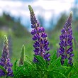 Lupine flower