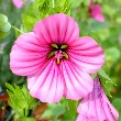 Mallow flower