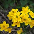 Marsh Marigold flower
