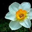 Narcissus flower